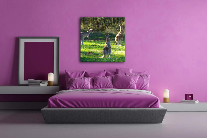 deyoli niedliche Kängurus Format: 60x60 als Leinwandbild, Motiv fertig gerahmt auf Echtholzrahmen, H