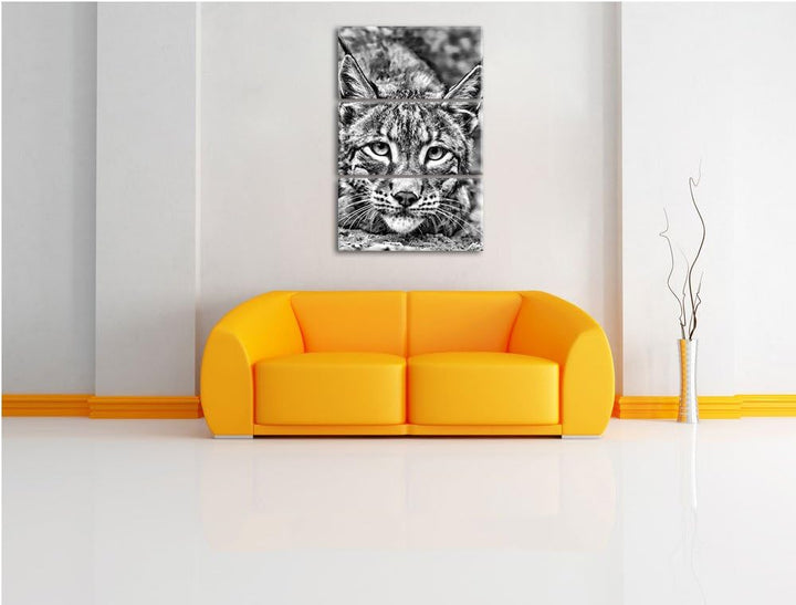 Pixxprint wachsamer Luchs als Leinwandbild/Grösse: 3 Teilig (120x80) cm/Wandbild/Kunstdruck/fertig b