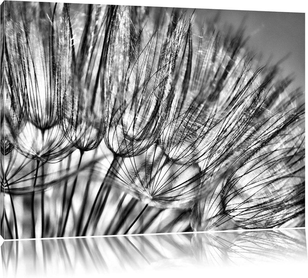 Monocrome, Pusteblumen, Format: 100x70 auf Leinwand, XXL riesige Bilder fertig gerahmt mit Keilrahme