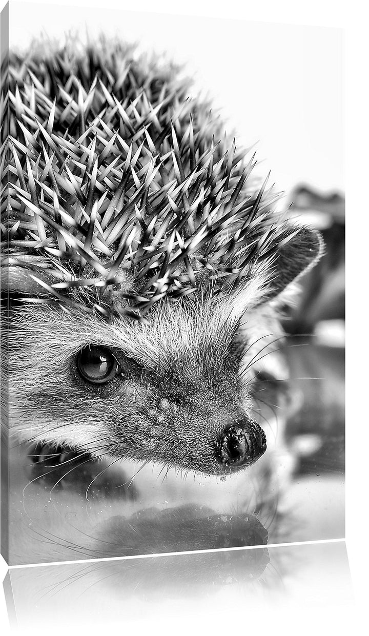 Monocrome, Süsser Igel , Format: 100x70 auf Leinwand, XXL riesige Bilder fertig gerahmt mit Keilrahm