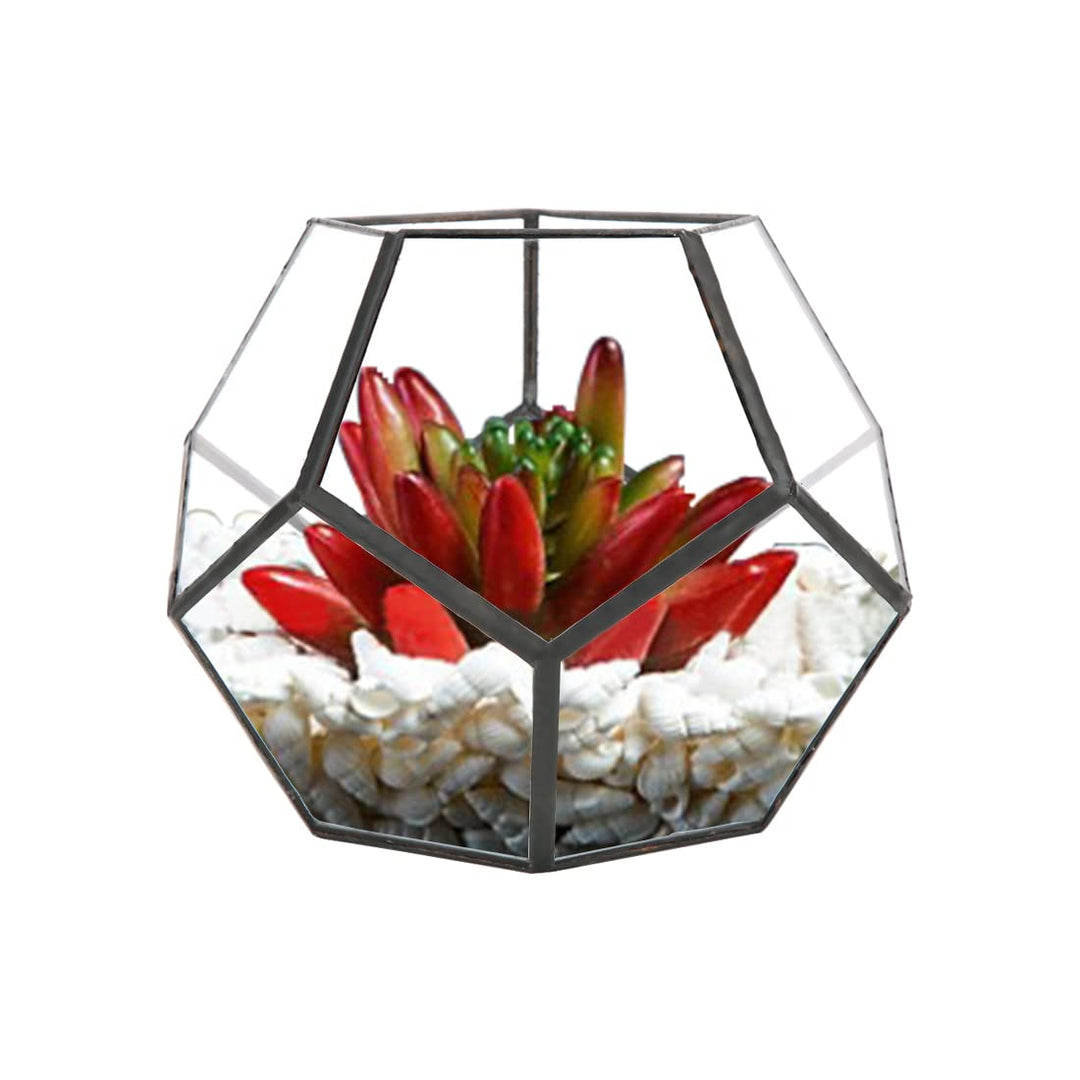 Geometrische Dekorative Terrarium Cube Geneigte Klarglas Pflanzer Tischplatte Schwarz Kleine Air Pla