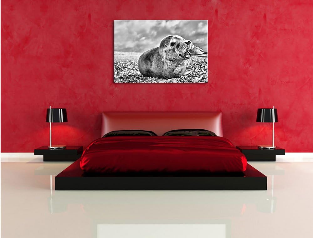Pixxprint Monocrome, Süsse Robbe auf Steinstrand, Format: 100x70 auf Leinwand, 100x70