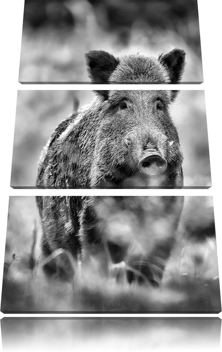 Pixxprint Wildschwein auf Wiese als Leinwandbild | Grösse: 3 Teilig (120x80) | Wandbild| Kunstdruck