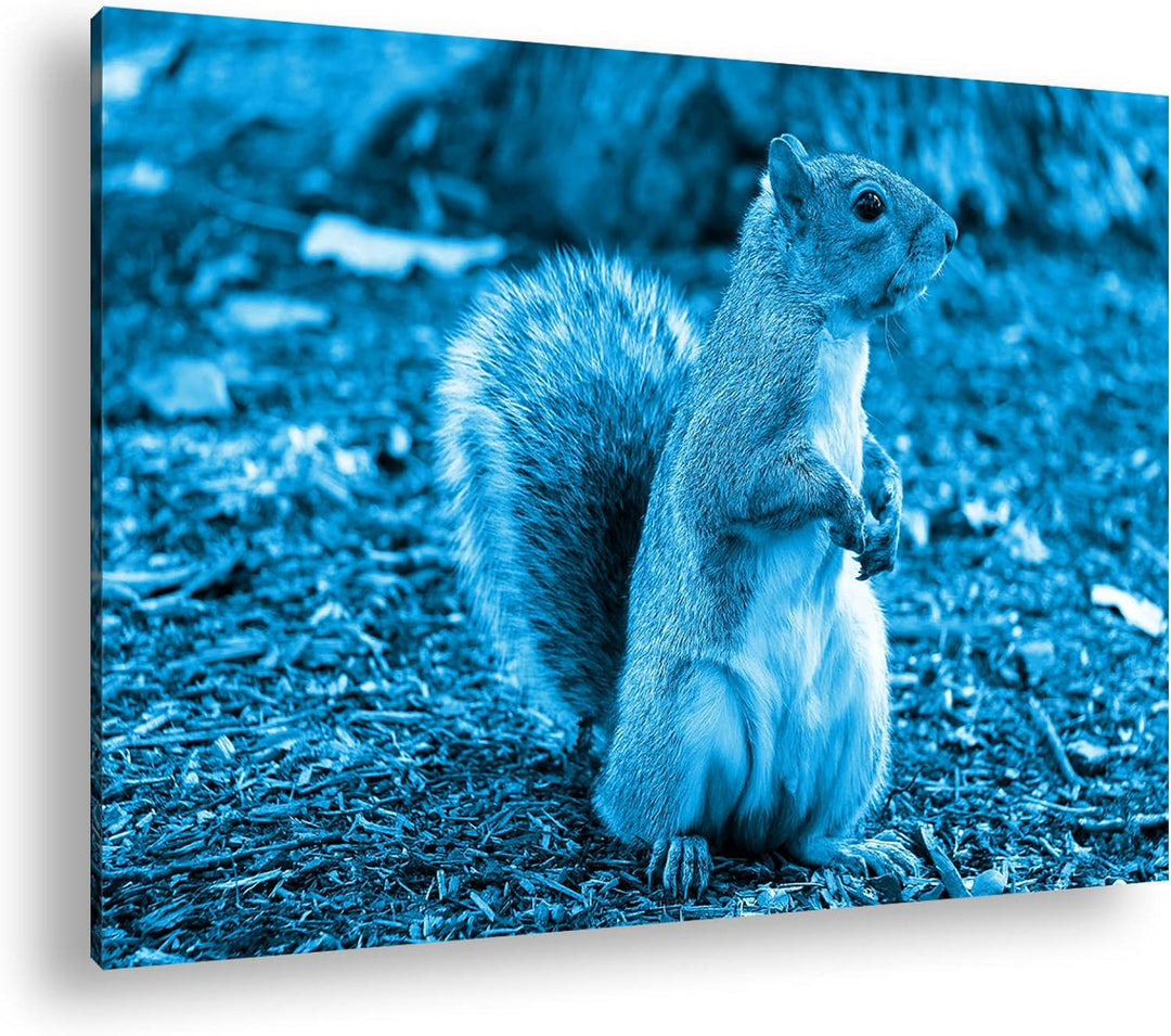 deyoli niedliches Eichhörnchen im Park Format 80x60 Effekt: Monocrome Blau als Leinwandbild, Motiv f
