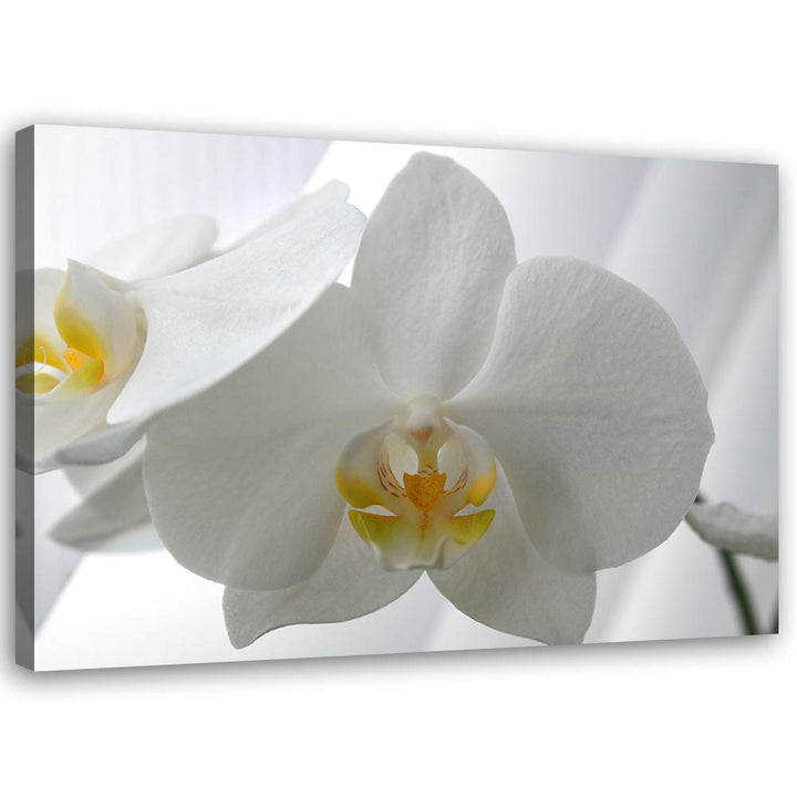 Feeby Wandbild Orchidee Druckbild Leinwandbild Pflanze Weiss 100x70 cm Leinwandbild 100x70 cm Weiss_