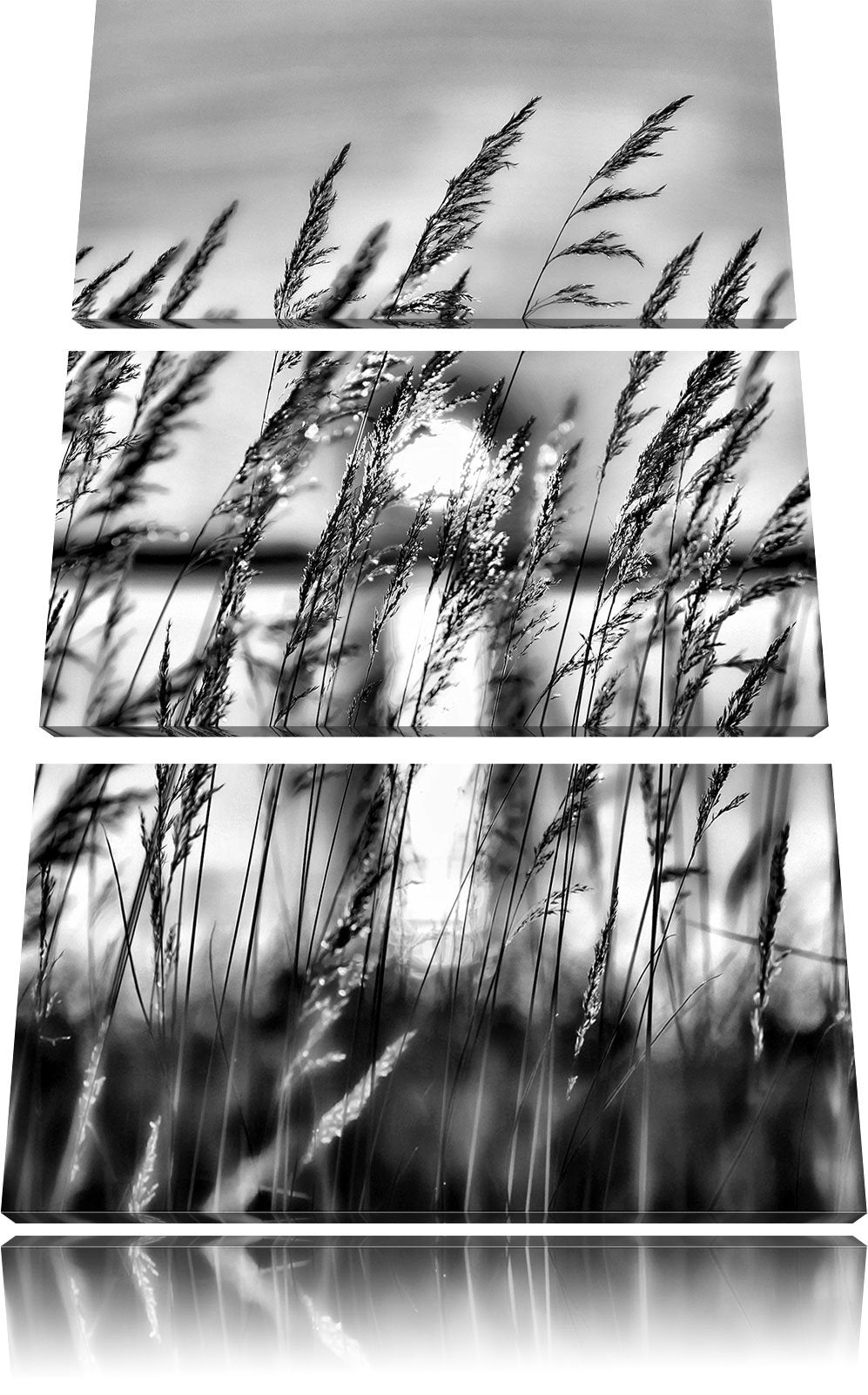 Pixxprint Sonne zwischen Gräsern als Leinwandbild/Grösse: 3 Teilig (120x80) cm/Wandbild/Kunstdruck/f