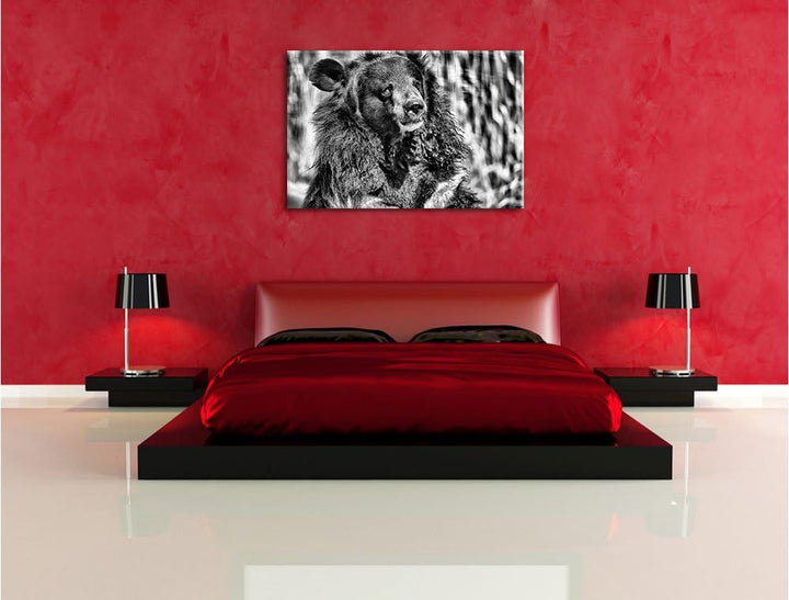 Pixxprint Nasser Malaien Bär als Leinwandbild/Grösse: 100x70 / Wandbild/Kunstdruck/fertig bespannt,