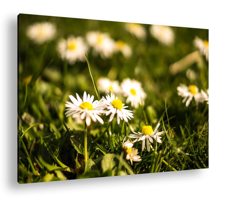 deyoli Gänseblümchen auf schöner Wiese im Format: 60x40 als Leinwandbild, Motiv fertig gerahmt auf E