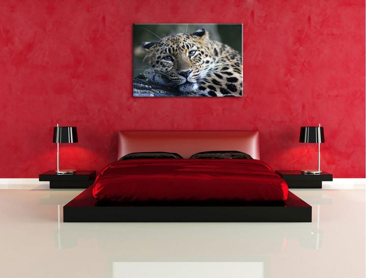 Pixxprint ruhender Leopard auf Leinwand, XXL riesige Bilder fertig gerahmt mit Keilrahmen, Kunstdruc