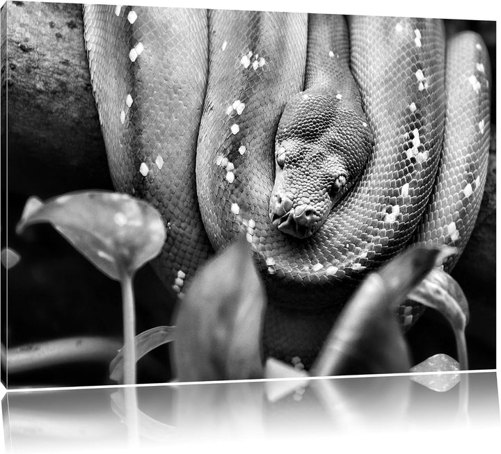 Pixxprint Grüne Schlange, gelbe Augen, 100x70cm Leinwandbild bespannt auf Holzrahmen/Wandbild Kunstd