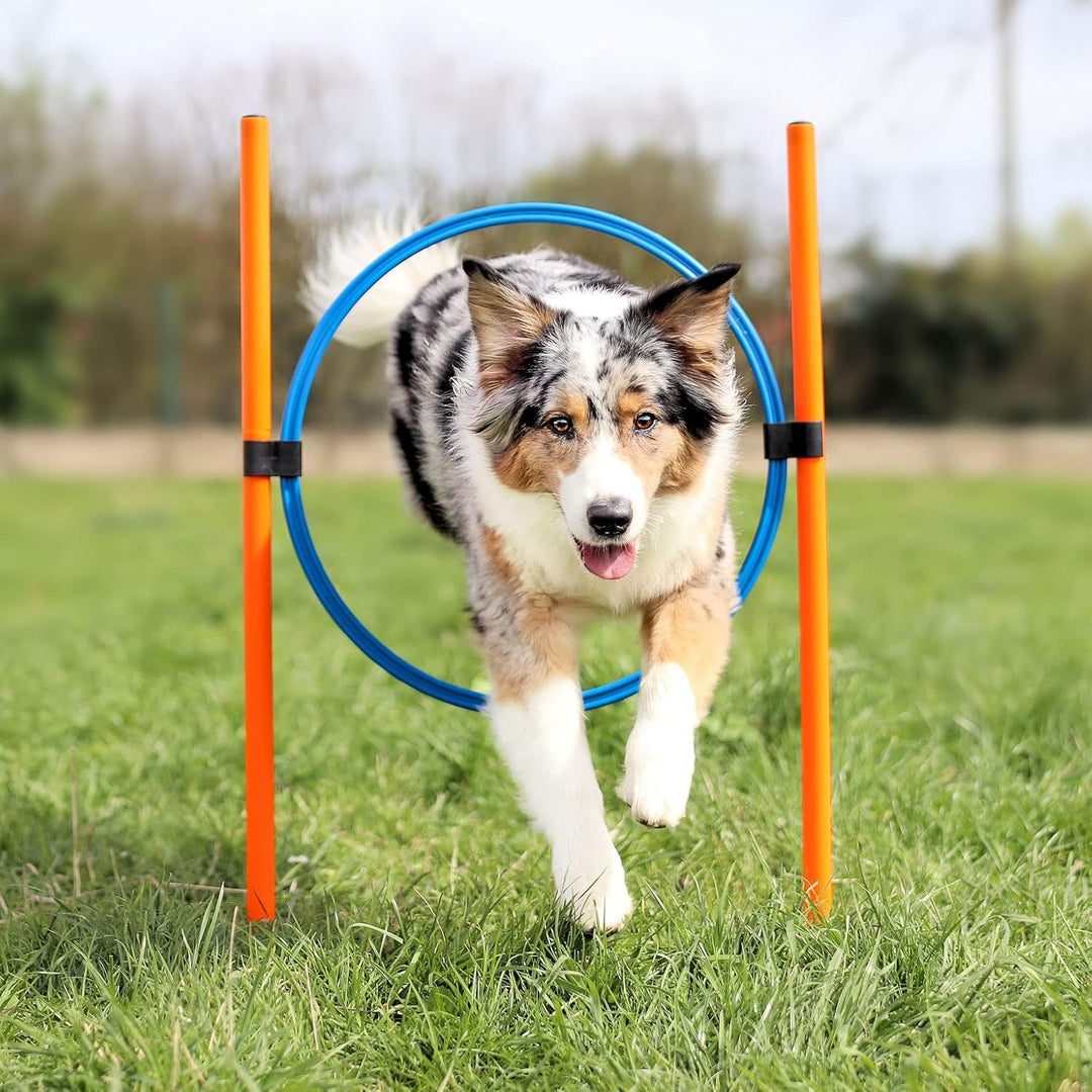 Agility Dog Trainings Set X Tunnel-Sprungring-Hürden-Slalom-Stangen für Hunde