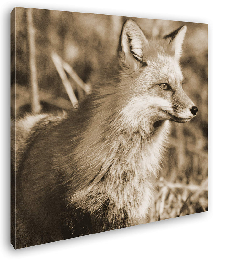 deyoli edler Fuchs Format: 70x70 Effekt: Sepia als Leinwandbild, Motiv fertig gerahmt auf Echtholzra