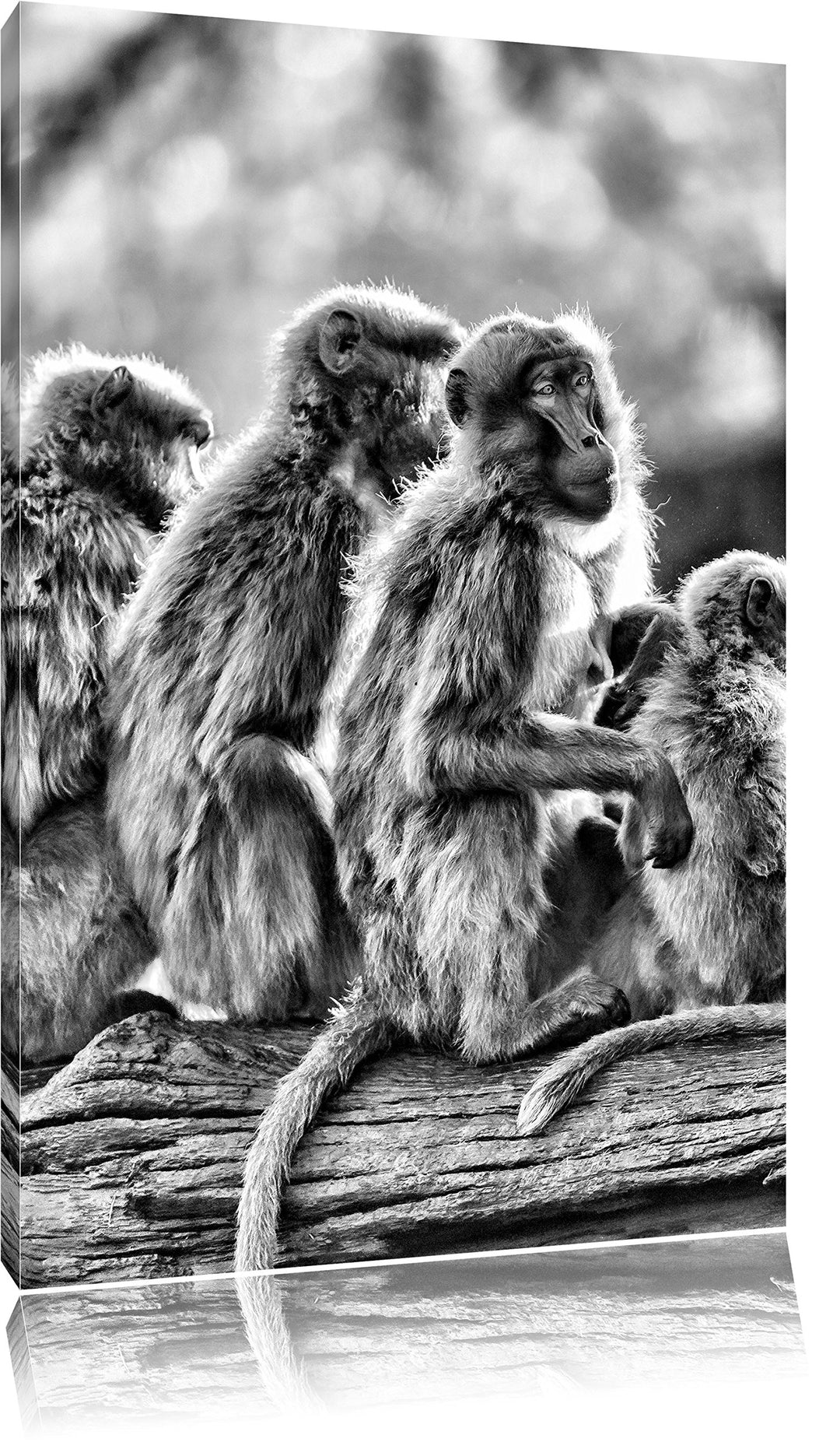 Pixxprint Monocrome, liebevolle Affenfamilie, Format: 100x70 auf Leinwand, riesige Bilder fertig ger