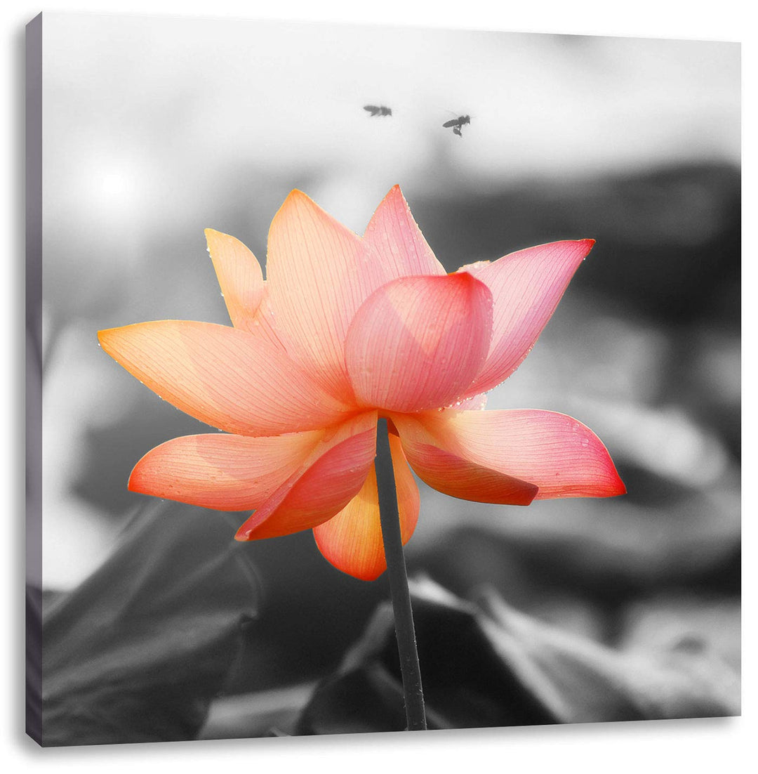 zarter Lotus schwarz/weiss, Format: 70x70 auf Leinwand, XXL riesige Bilder fertig gerahmt mit Keilra