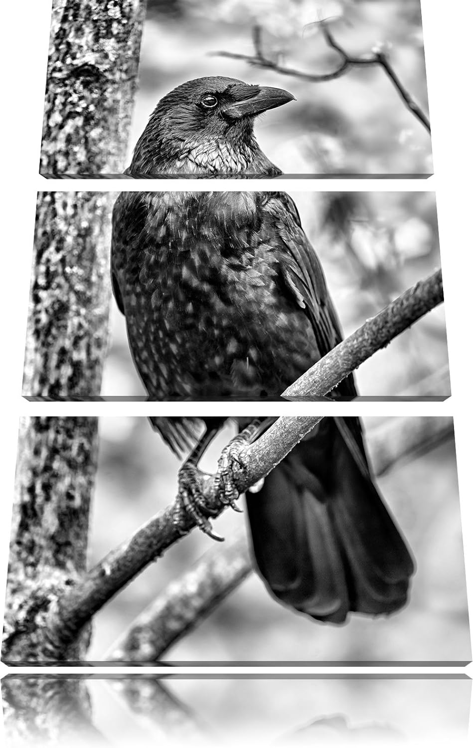 Pixxprint schwarzer Rabe auf AST als Leinwandbild/Grösse: 3 Teilig (120x80) / Wandbild/Kunstdruck/fe