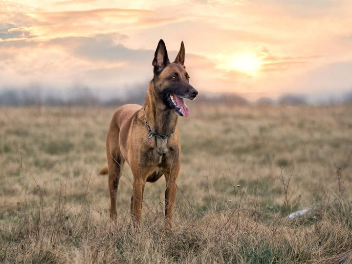 CALVENDO Puzzle Malinois - Belgische Energiebündel 1000 Teile Lege-Grösse 64 x 48 cm Foto-Puzzle Bil