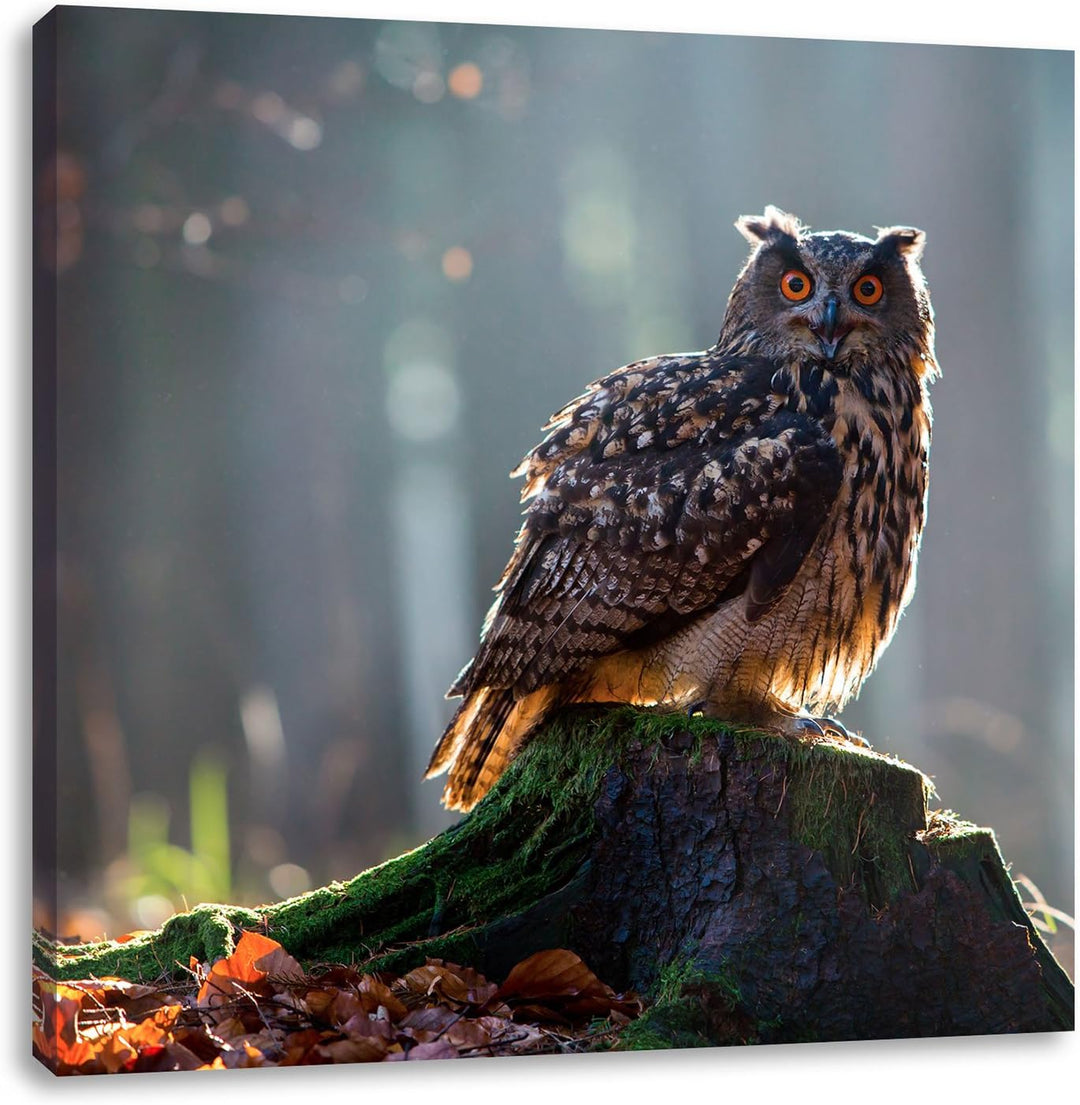 Pixxprint die Eule auf dem Baumstamm als Leinwandbild/Grösse: 70x70 cm/Wandbild/Kunstdruck/fertig be