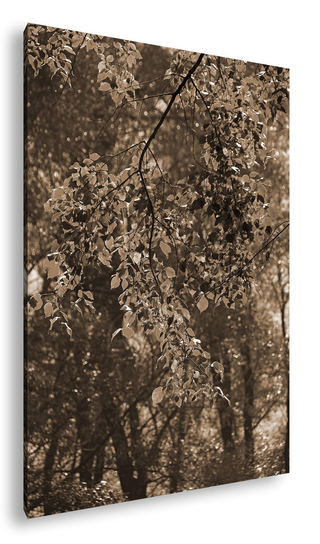 herbstliche Farben in der Natur Effekt: Sepia, Format: 80x60 als Leinwandbild, Motiv fertig gerahmt