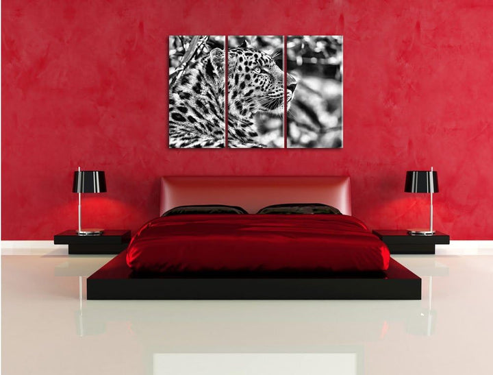 Pixxprint prächtiger Leopard im Schatten als Leinwandbild/Grösse: 3 Teilig (120x80) cm/Wandbild/Kuns