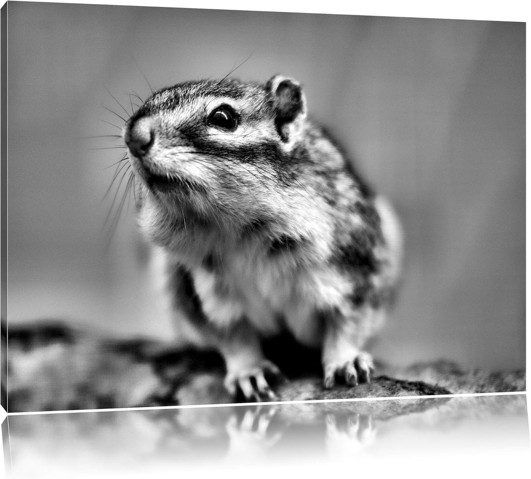 Pixxprint niedliches Streifenhörnchen als Leinwandbild/Grösse: 100x70 / Wandbild/Kunstdruck/fertig b