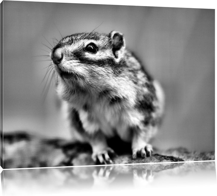 Pixxprint niedliches Streifenhörnchen als Leinwandbild/Grösse: 100x70 / Wandbild/Kunstdruck/fertig b