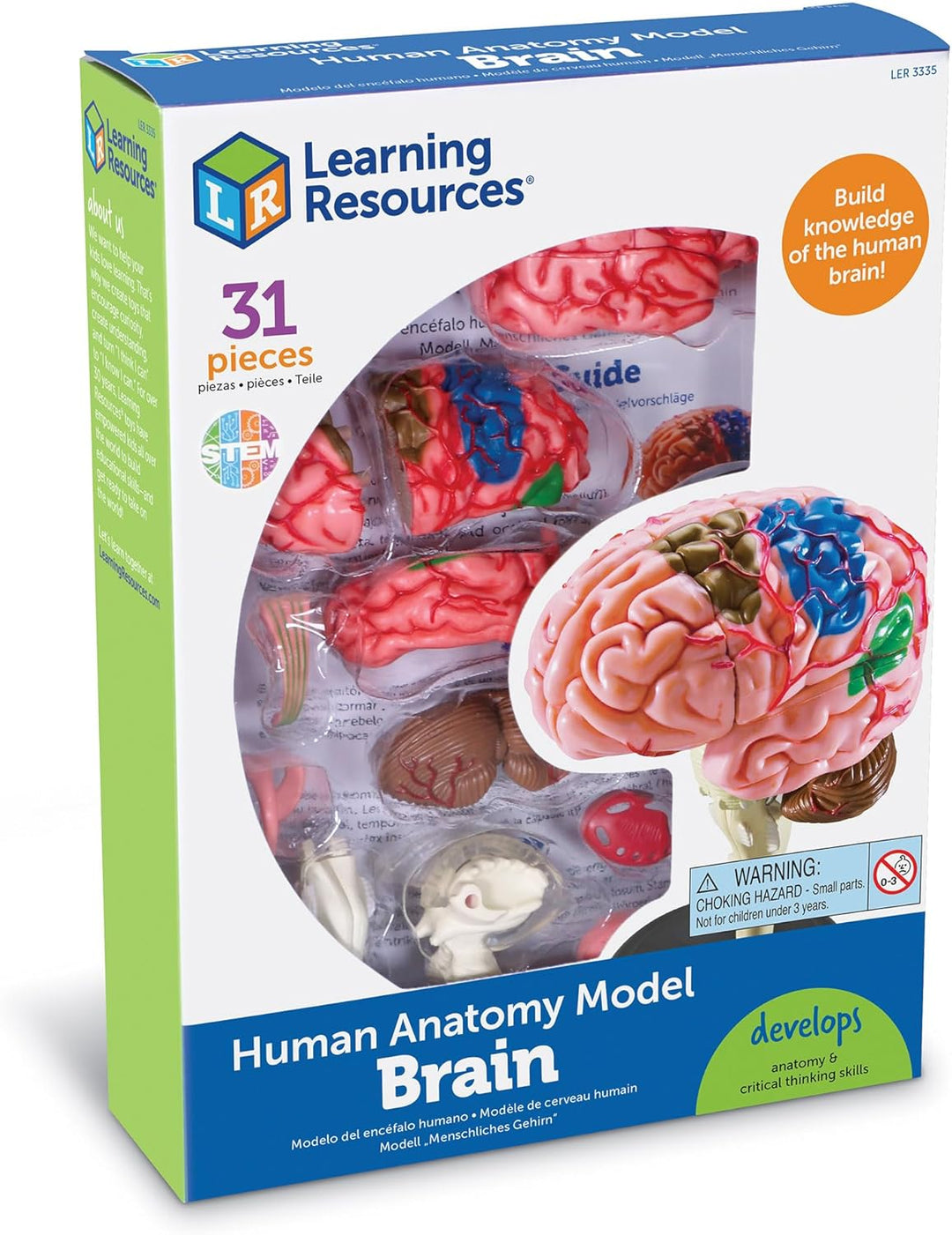 Learning Resources Anatomiemodell des menschlichen Gehirns
