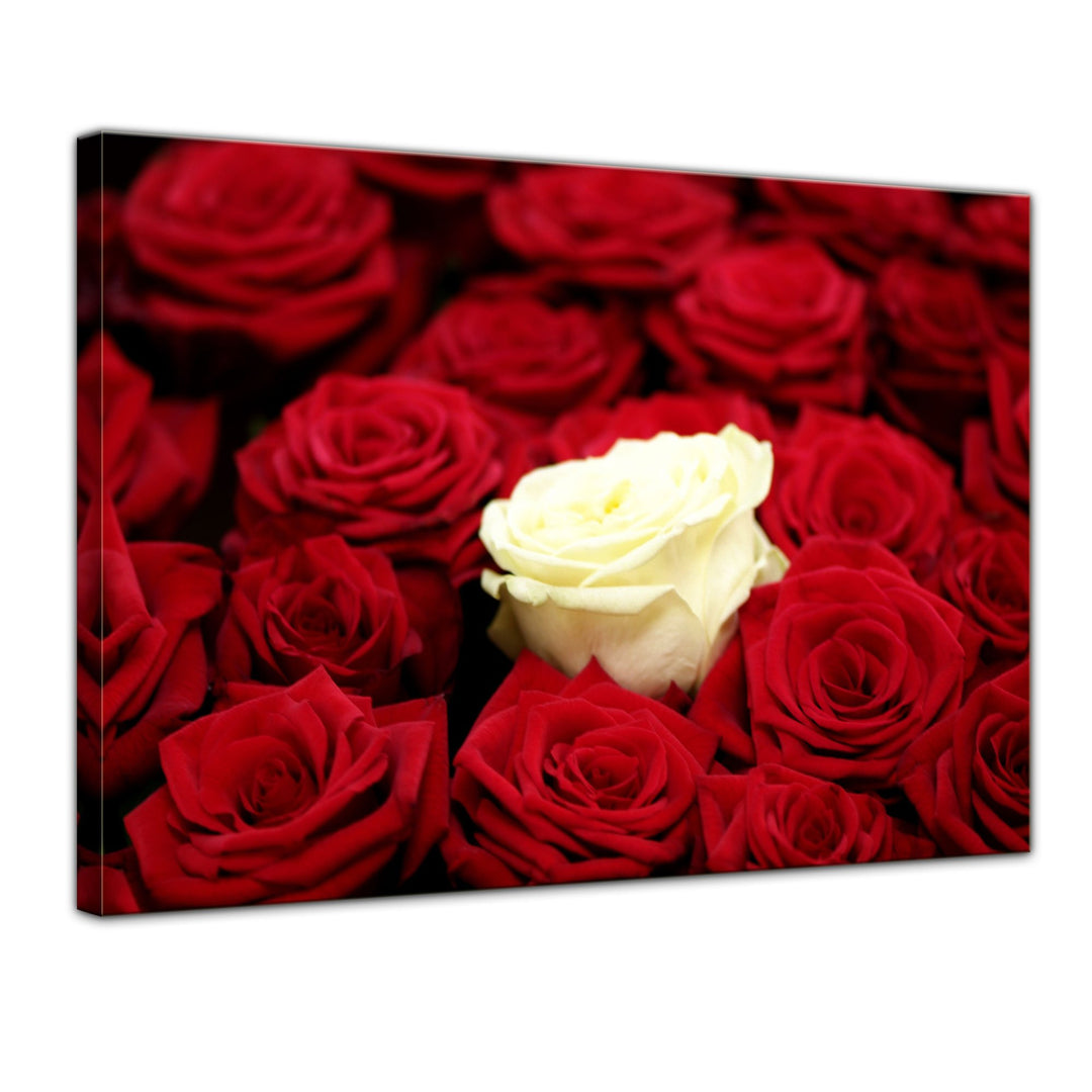 Bilderdepot24 Bild auf Leinwand | Weisse Rose in 60x50 cm als Wandbild | Wand-deko Dekoration Wohnun
