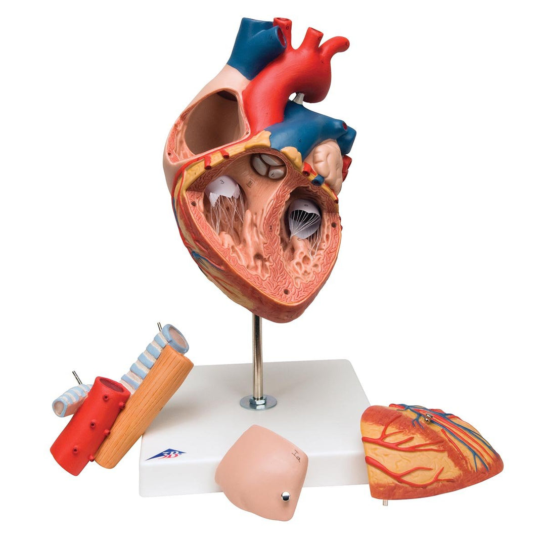 3B Scientific Menschliche Anatomie - Herz mit Luft- und Speiseröhre, 2-fache Grösse, 5-teilig + kost