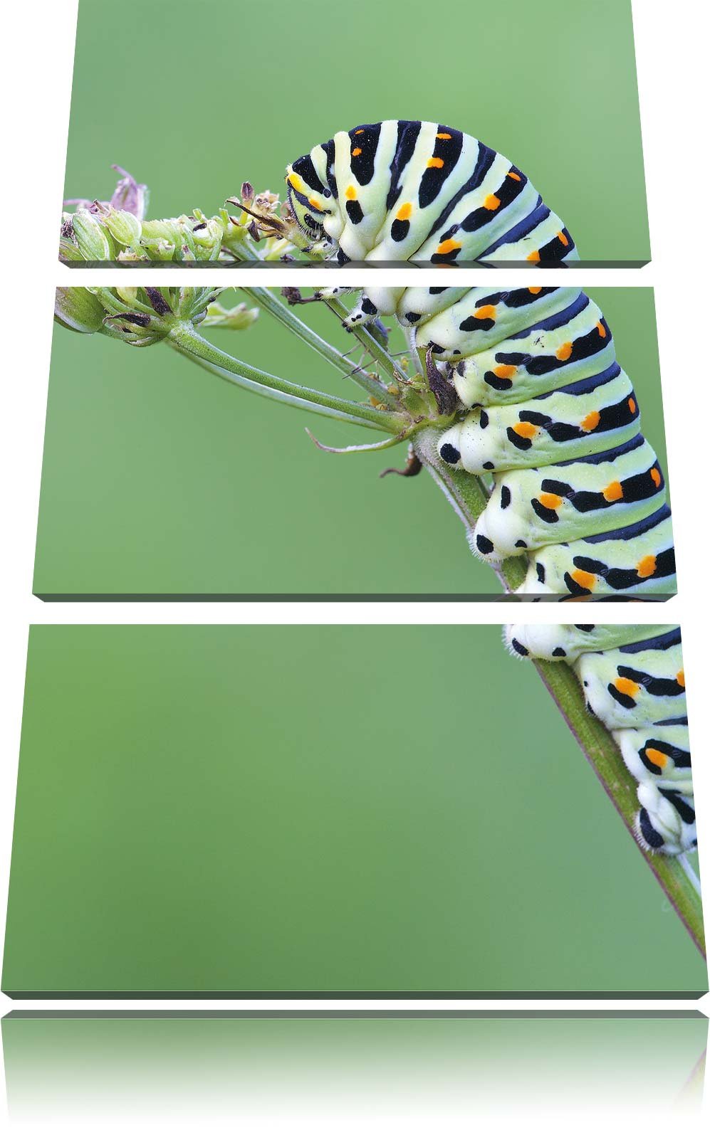 Pixxprint Grüne Raupe auf AST Tiere als Leinwandbild/Grösse: 3 Teilig (120x80) cm/Wandbild/Kunstdruc