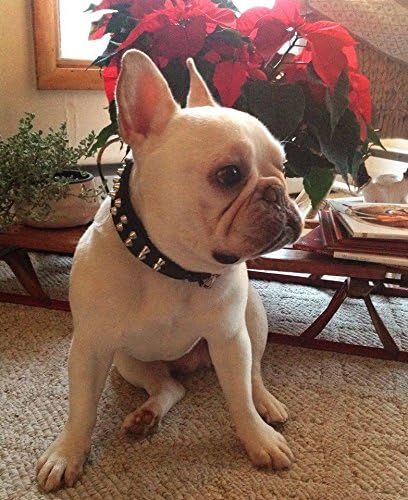 Bestia™ "Rocky Echtleder Hundehalsband mit Stumpfnieten. 100% Leder. Weich gepolstert. TOP Qualität!