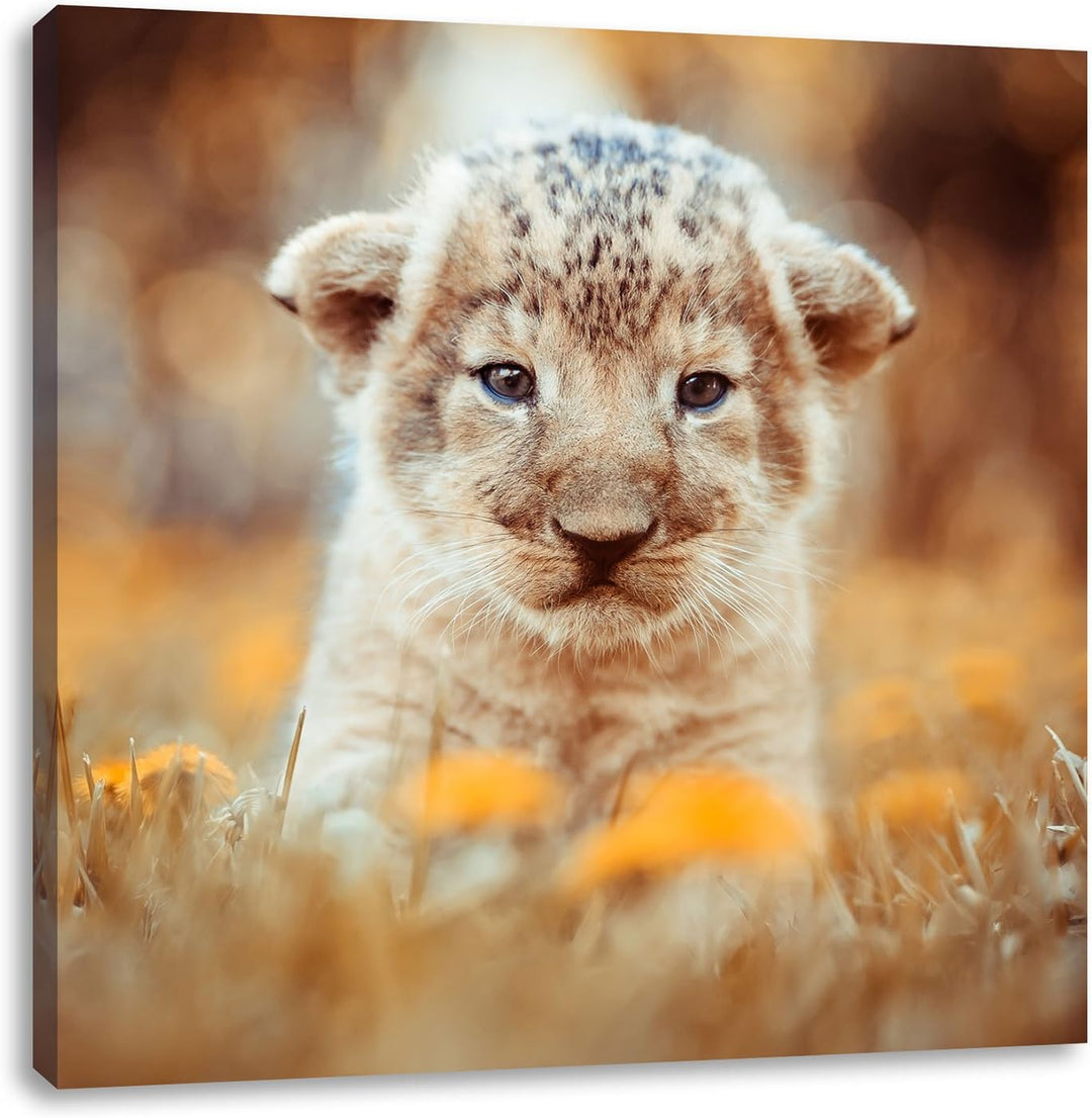 Niedliches Löwenbaby, Format: 70x70 auf Leinwand, XXL riesige Bilder fertig gerahmt mit Keilrahmen,