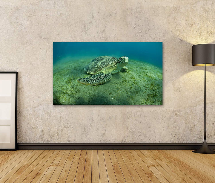islandburner Bild auf Leinwand Grüne Schildkröte Unterwasser Bilder Wandbilder Poster, 80L x 40B cm