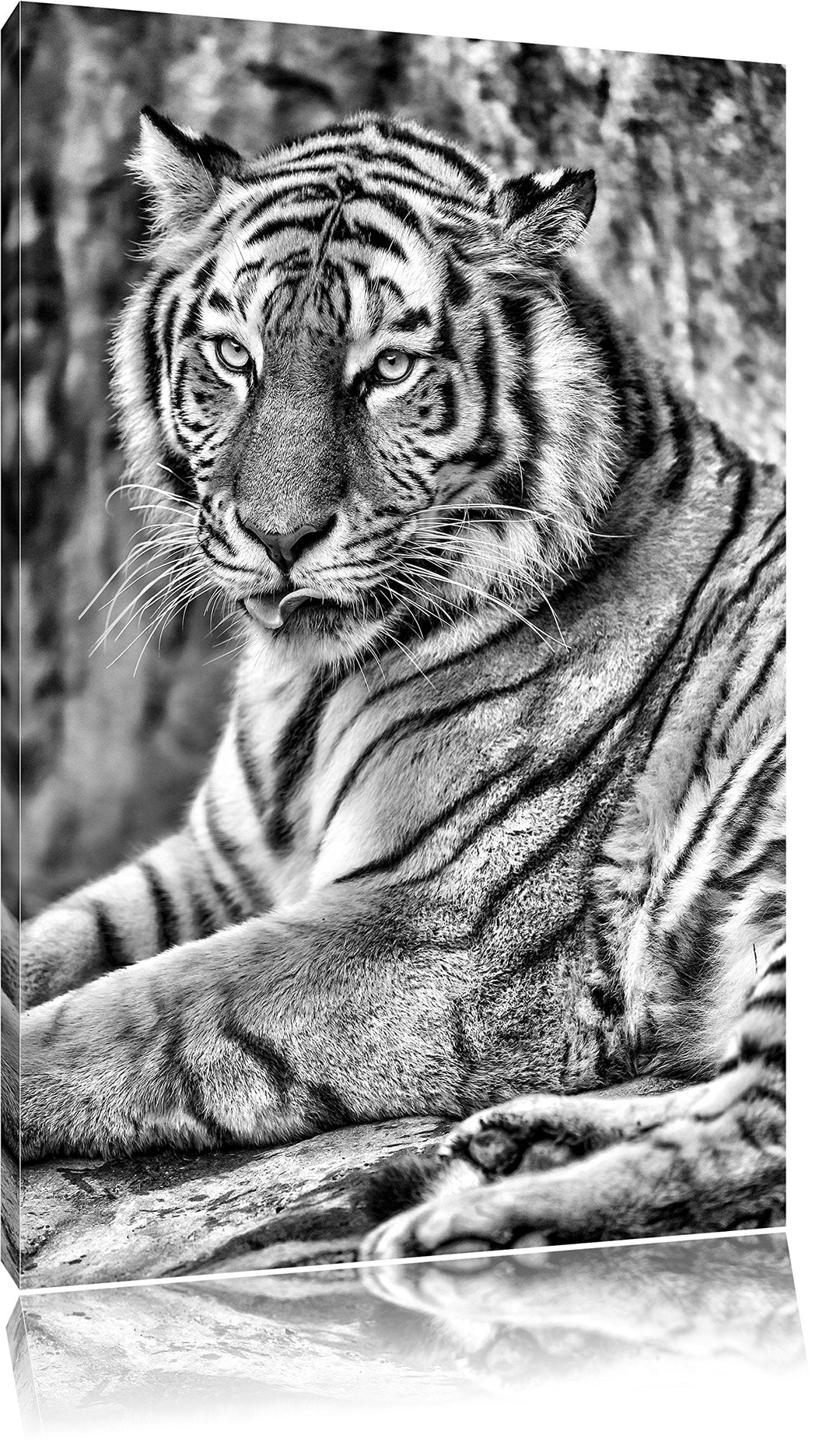 Pixxprint schöner Tiger beim Putzen / 100x70cm Leinwandbild bespannt auf Holzrahmen/Wandbild Kunstdr