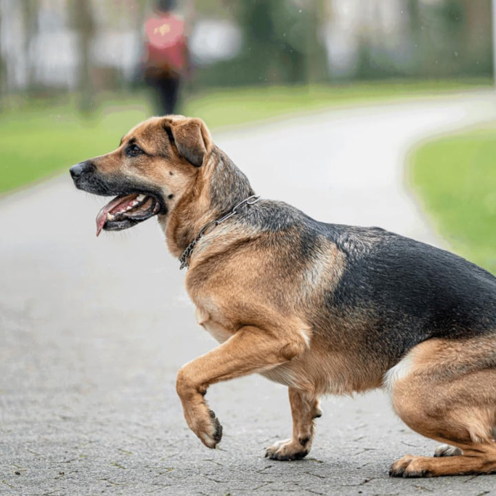 Sprenger Hundehalskette mit Durchzugskette 3mm I Edelstahl rostfreies Hundehalsband für langhaar Hun