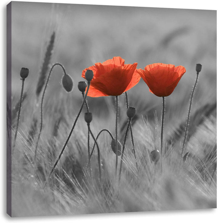 Pixxprint Mohnblumen auf einem Feld schwarz/weiss, Format: 70x70 auf Leinwand, 70x70