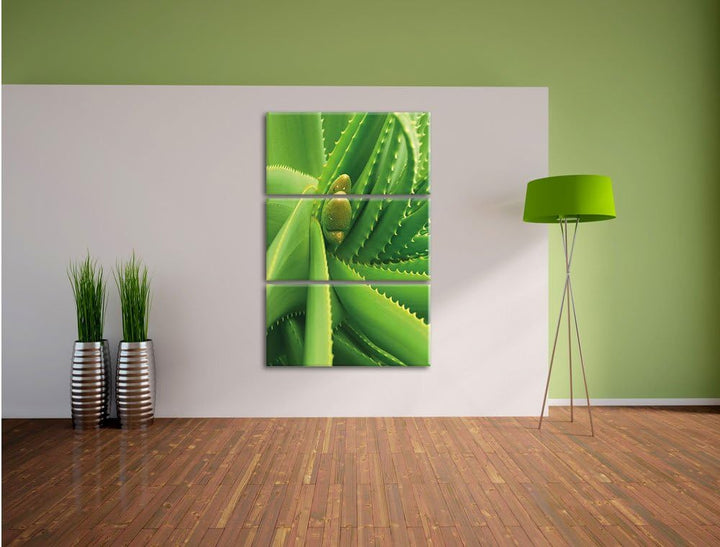 Pixxprint Aloe Vera als Leinwandbild/Grösse: 3 Teilig (120x80) cm/Wandbild/Kunstdruck/fertig bespann