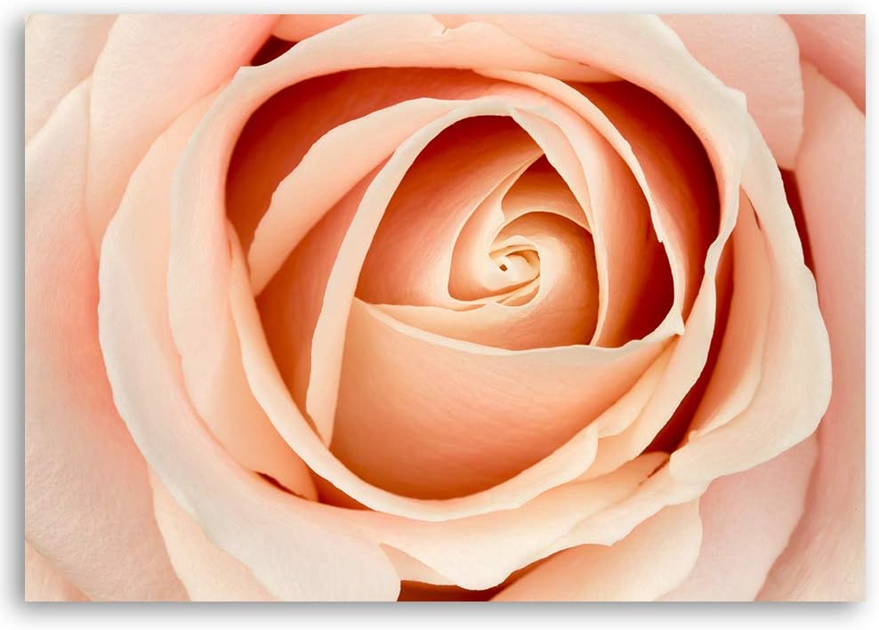 Feeby Bild auf Leinwand Natur Kunstdruck modern Blume Orange 80x60 cm M14558 80x60 cm, M14558 80x60