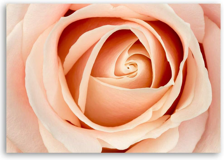 Feeby Bild auf Leinwand Natur Kunstdruck modern Blume Orange 80x60 cm M14558 80x60 cm, M14558 80x60