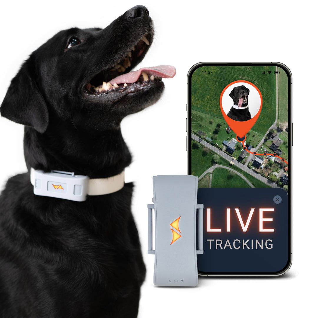 PAJ GPS Tracker für Hunde - 4G - Weglaufalarme + weltweite Live-Ortung - bis zu 10 Tage Akkusparmodu
