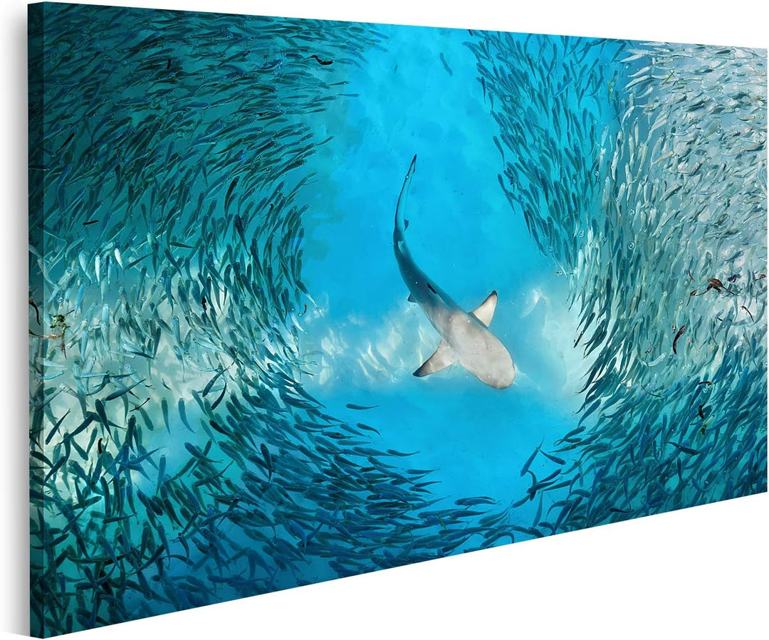 islandburner Bild auf Leinwand Hai Und Kleine Fische Im Ozean Bilder Wandbilder Poster Leinwand 100x