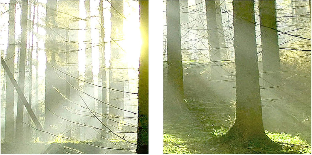 Runa Art Bild Wald Landschaft Wandbilder auf Vlies Leinwand 5 Teilig Wanddekoration Schlafzimmer Woh