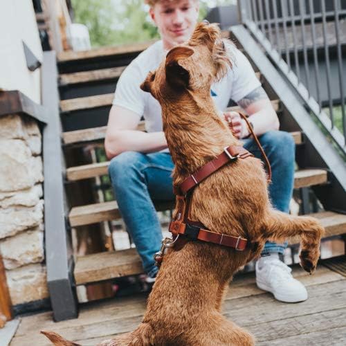 HUNTER AALBORG Hundegeschirr, Leder, S-M/2, cognac cognac S-M/2, cognac S-M/2