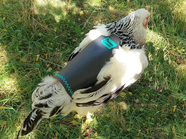 Hühnersattel, Hühnerweste, Federschutz, Geflügel Rückenschutz, Echtleder Handgemacht (1, Graufarben