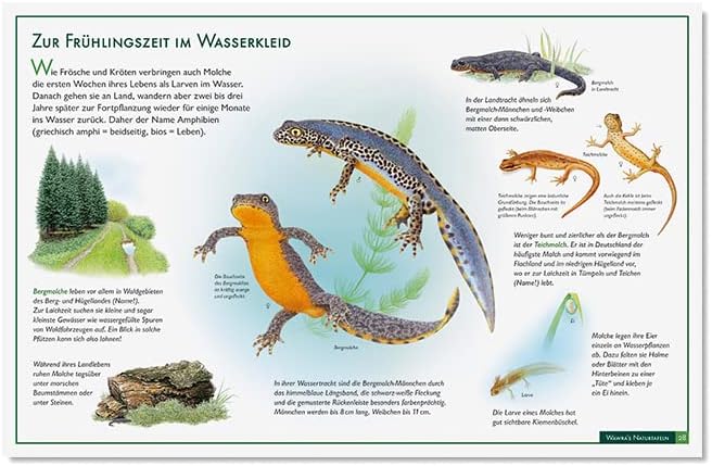 Wawra´s Naturtafeln Set 3 - mit 12 Lerntafeln im A3-Format zum Entdecken, Beobachten, Bestimmen - 41