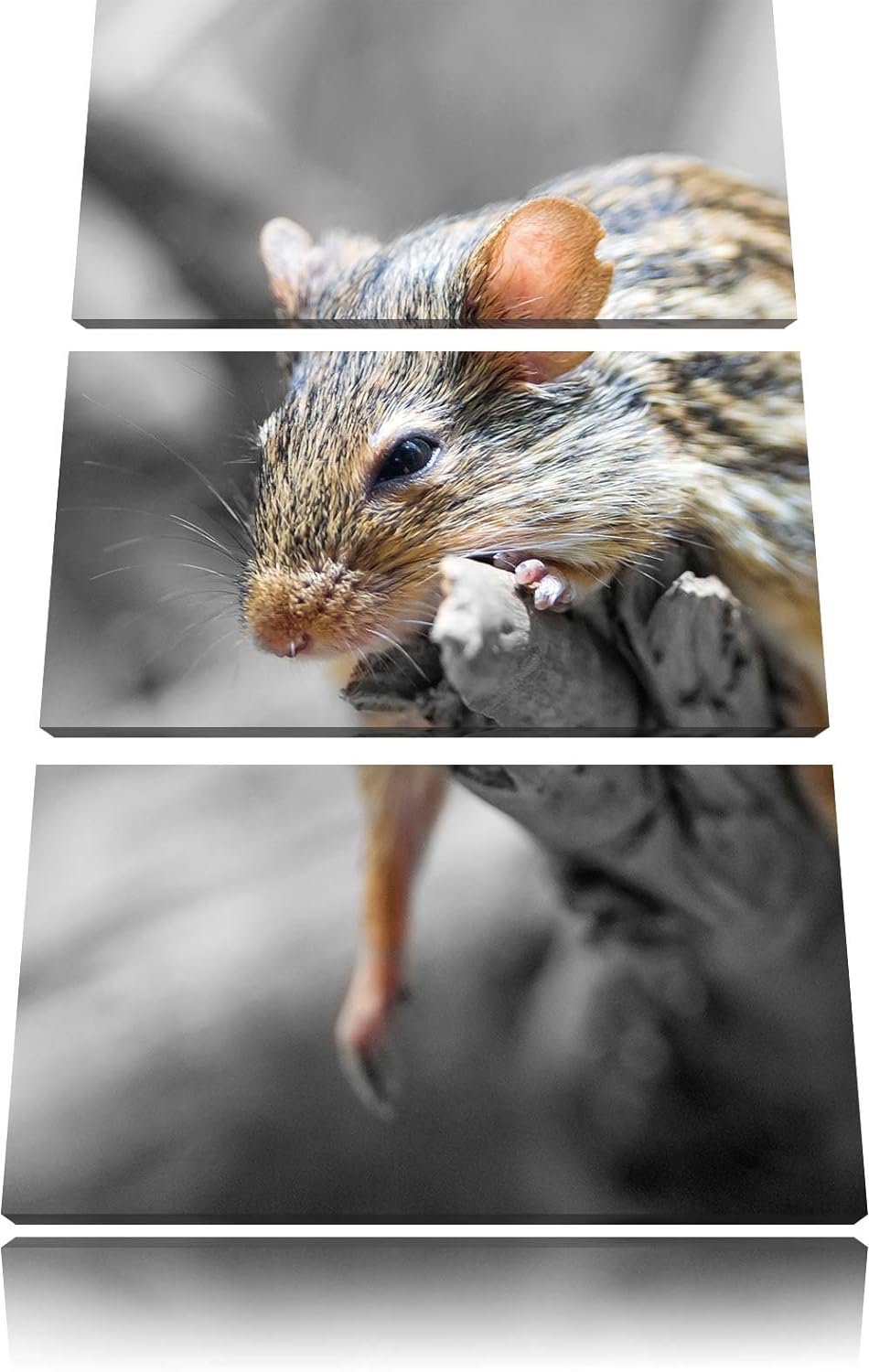 Pixxprint ruhende Feldmaus schwarz/weiss 3-Teiler Leinwandbild 120x80 Bild auf Leinwand
