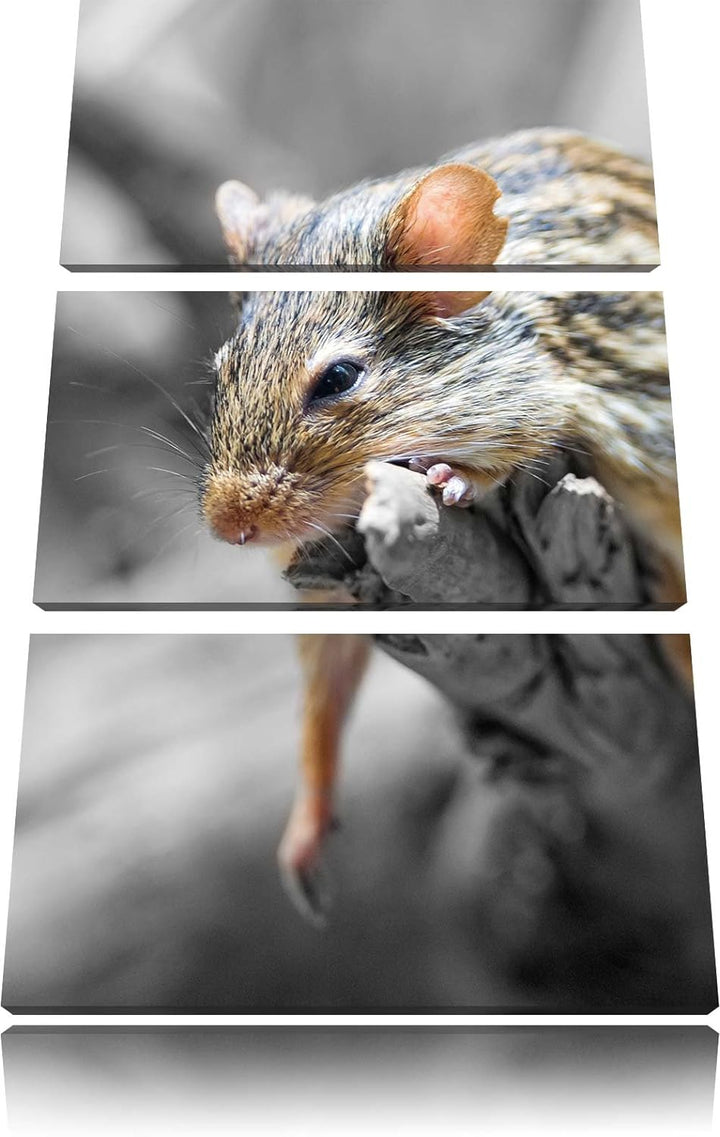 Pixxprint ruhende Feldmaus schwarz/weiss 3-Teiler Leinwandbild 120x80 Bild auf Leinwand