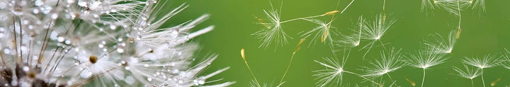 DIMEX Küchenrückwand Folie selbstklebend LÖWENZAHN | Klebefolie - Dekofolie - Spritzschutz für Küche