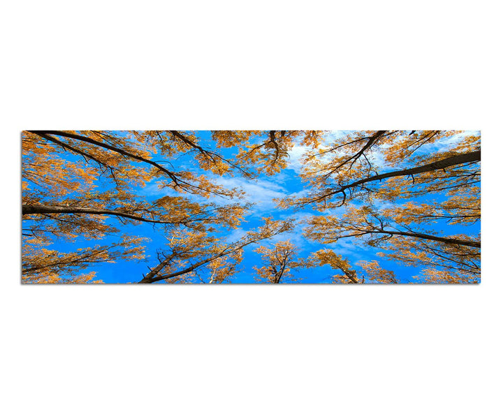 Paul Sinus Art Panoramabild auf Leinwand und Keilrahmen 150x50cm Baumkronen Wald Herbst Himmel