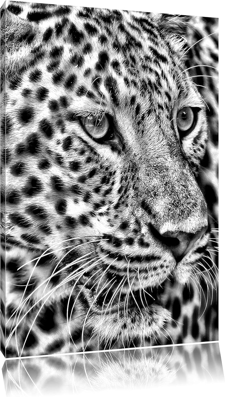 Monocrome, Weisser Leopard, Format: 100x70 auf Leinwand, XXL riesige Bilder fertig gerahmt mit Keilr