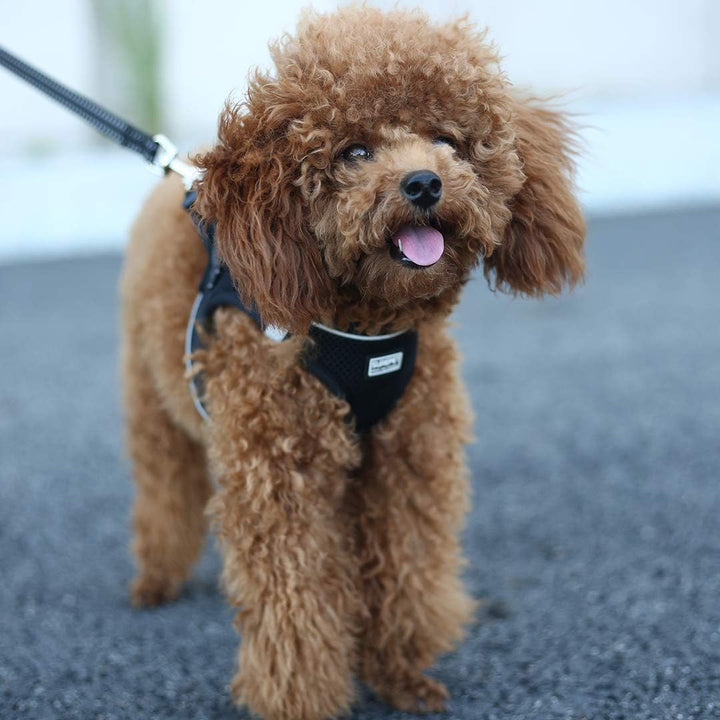 Hundegeschirr mit Leine Anti Zug Geschirr Reflektierend Brustgeschirr für Kleine Hunde, Haustiere, W